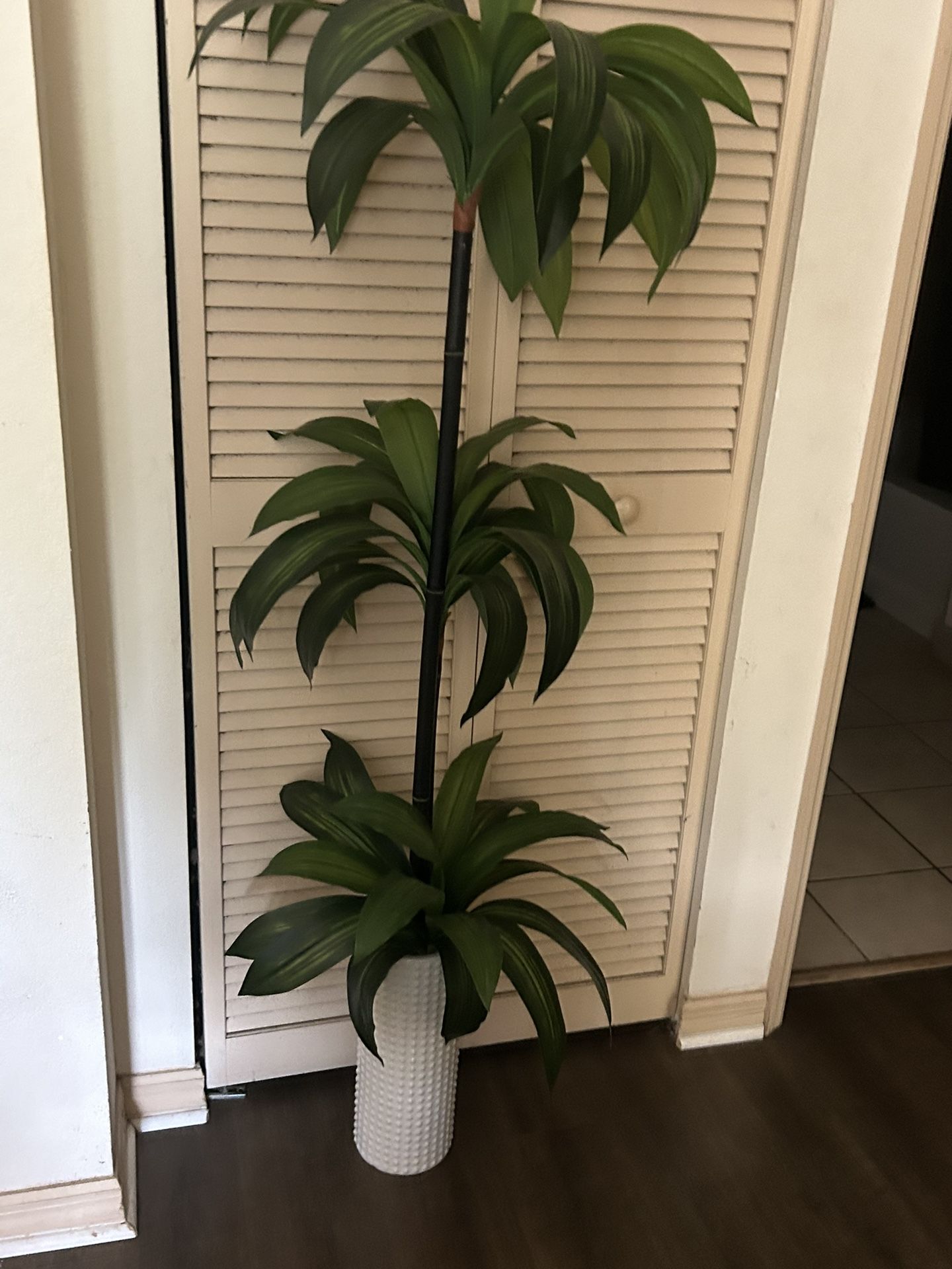 Decorated Plant