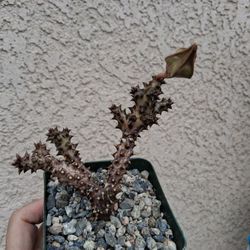 RARE. Edithcolea Grandis Plant $23
