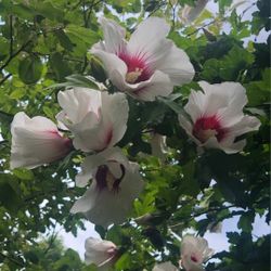 Rose Of Sharon White Flower with Red center Seedlings