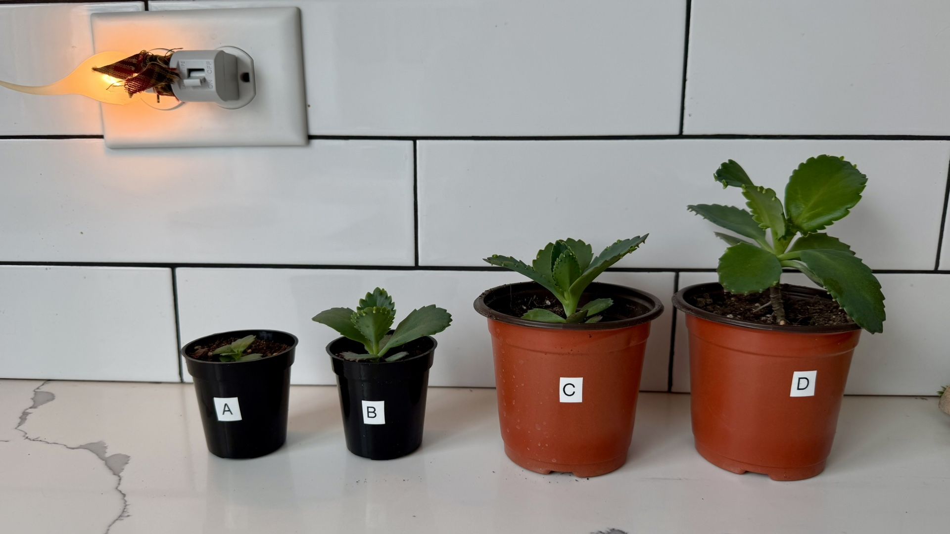 Mother of Millions Succulent Plants