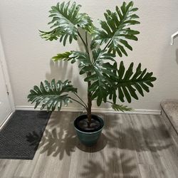 Plant