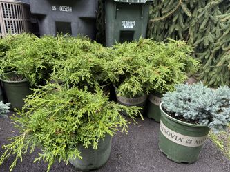 Dwarf Hinoki Cypress Plants —-