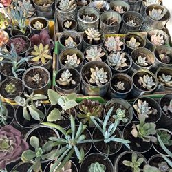 Succulents $1 Each 