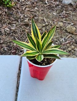 Agave lophantha 'Quadricolor' Succulent Plant (3.5in)