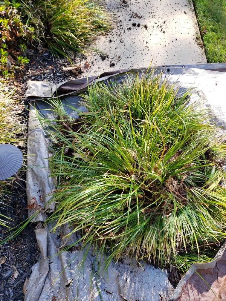 Monke Grass