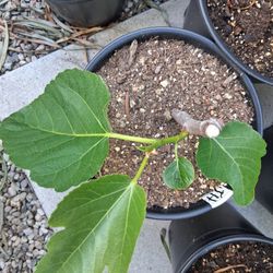 JH Adriatic Fig Tree Sweet Strawberry Flavor Very Productive