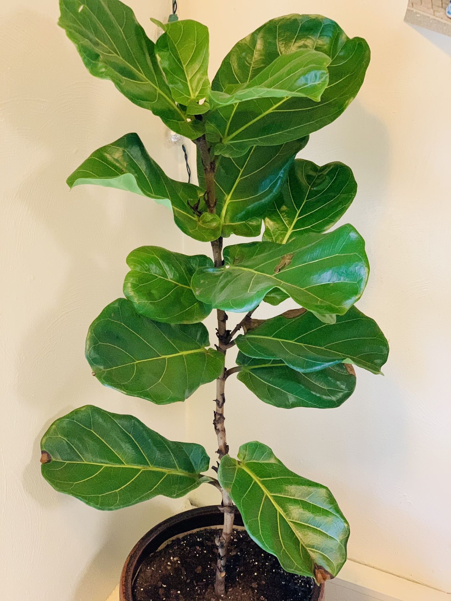 Fiddle Leaf 5.5ft tall in huge ceramic pot (price including delivery and pot)