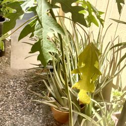 “Plants” Papaya Fruit Tree 🌴 Árbol de Papaya.