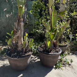 Two Giant Bird Of Paradise 