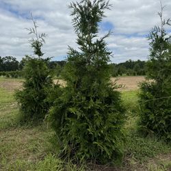 Privacy Tree Sale FREE DELIVERY! Emerald Green & Green Giants 