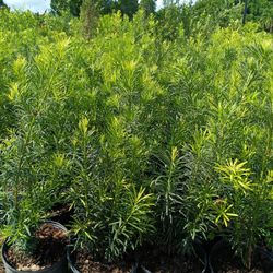 🪴🪴 PODOCARPUS PRIVACY HEDGE PLANTS 3GL $6
