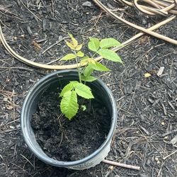 Walnut Tree 