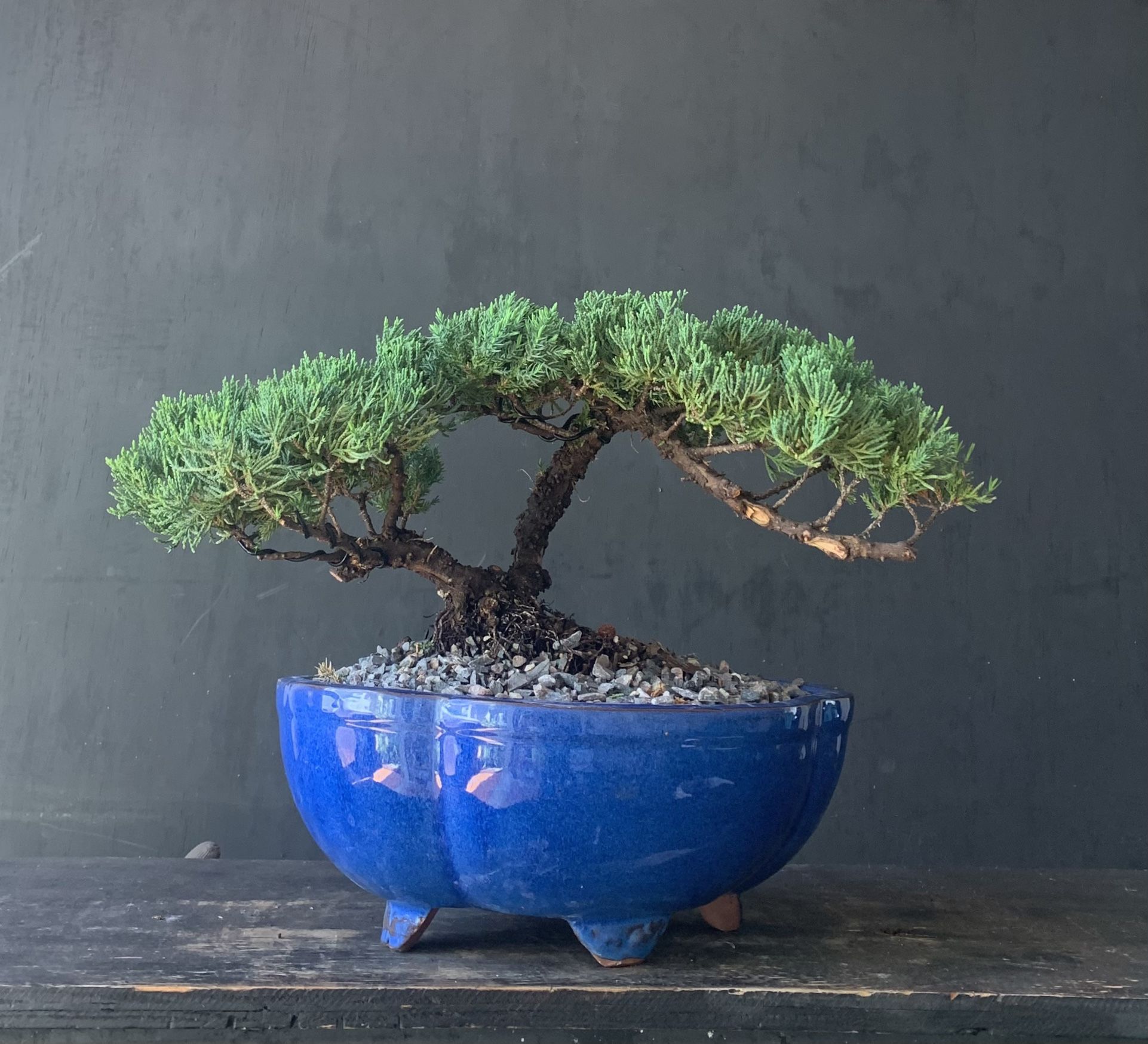 Bonsai Juniper