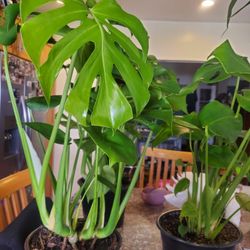 Healthy Monstera Deliciosa Plant