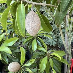 Organic Sapodilla Fruit Trees W/ Fruits And Flowers (Sam Bo Tre, Long Mút, Trái Lớn, Ngọt)