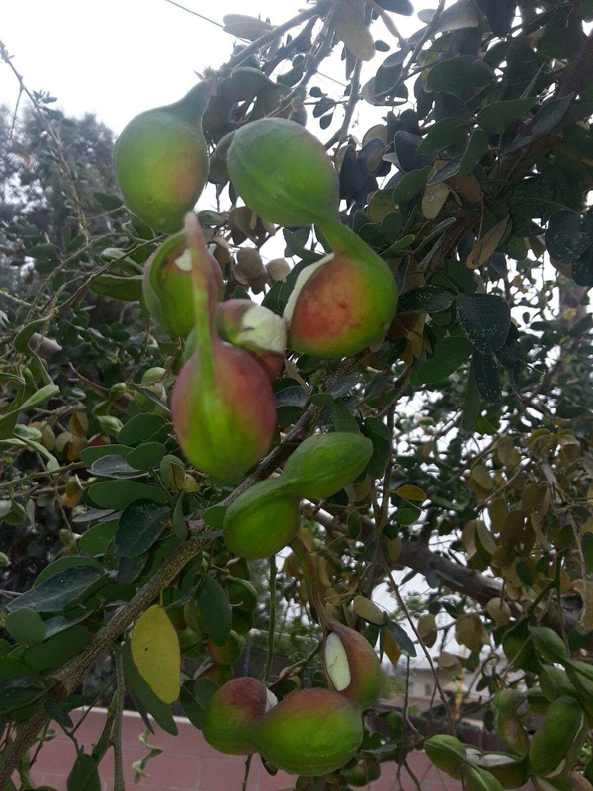 Guamuchiles/pinzanes