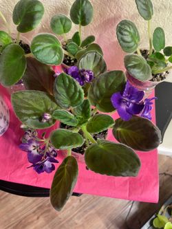 African Violets - Purple And White Flowers