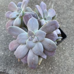 GRAPTOPETALUM SUPERBUM Succulent Plant In 6” Pot