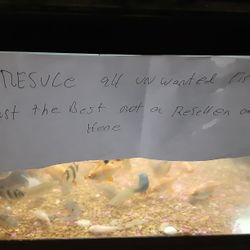 Fish Rescue Fish Tank Aquarium 