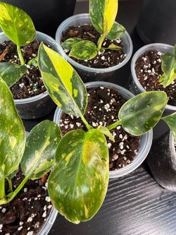Philodendron Congo (Nuclear)