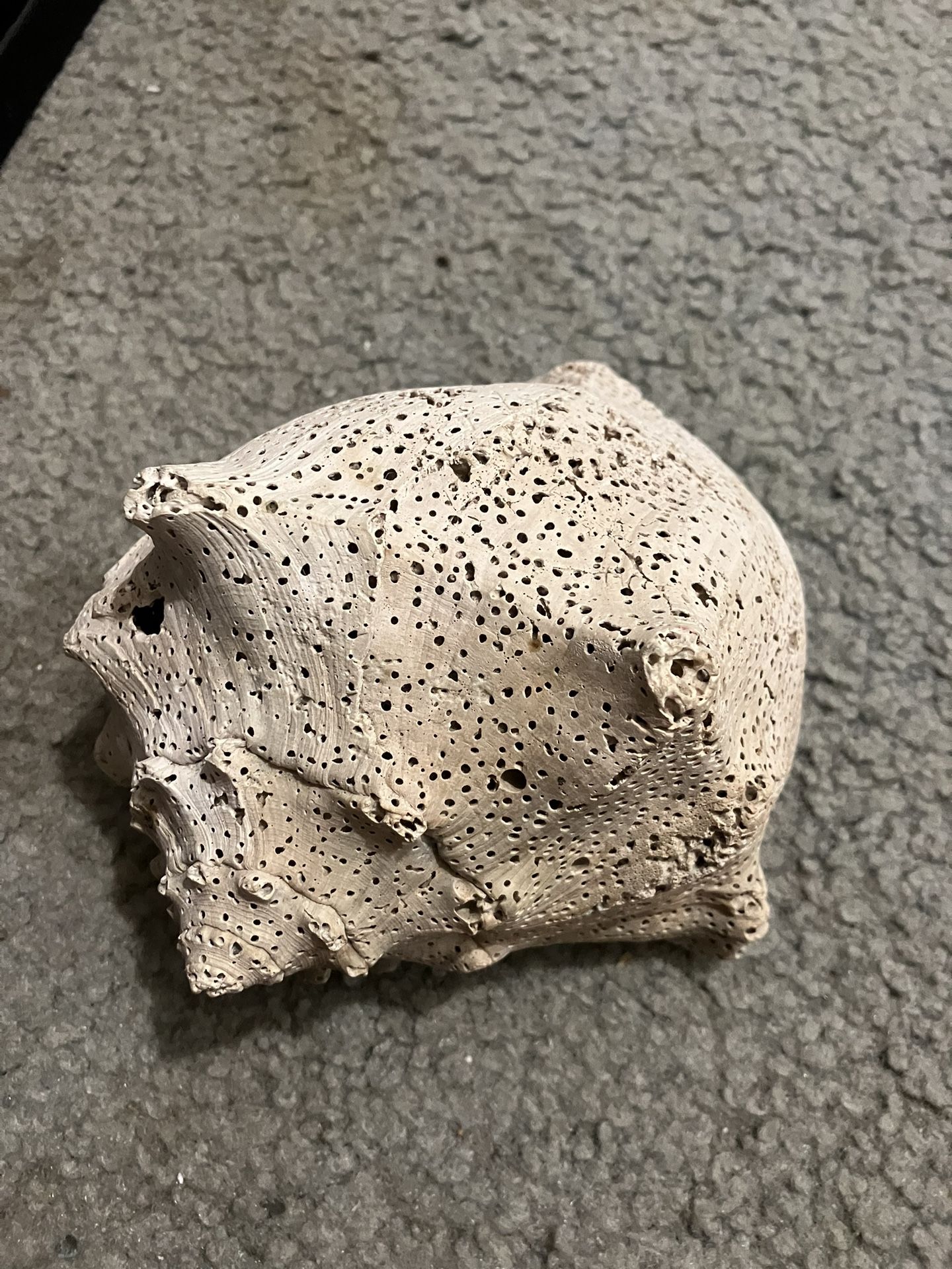Vintage Ocean Fossils – Coral, Sponge & Bone Fragments – Coastal Decor”