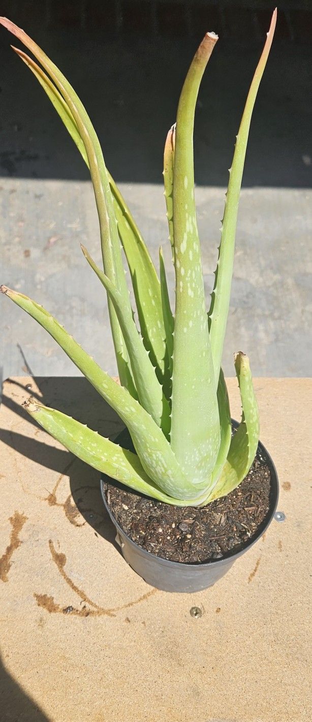 Aloe Vera Plants