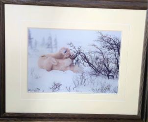 Polar Fun by Thomas Mangelsen