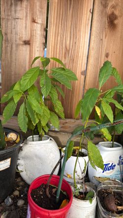 Avocados tree