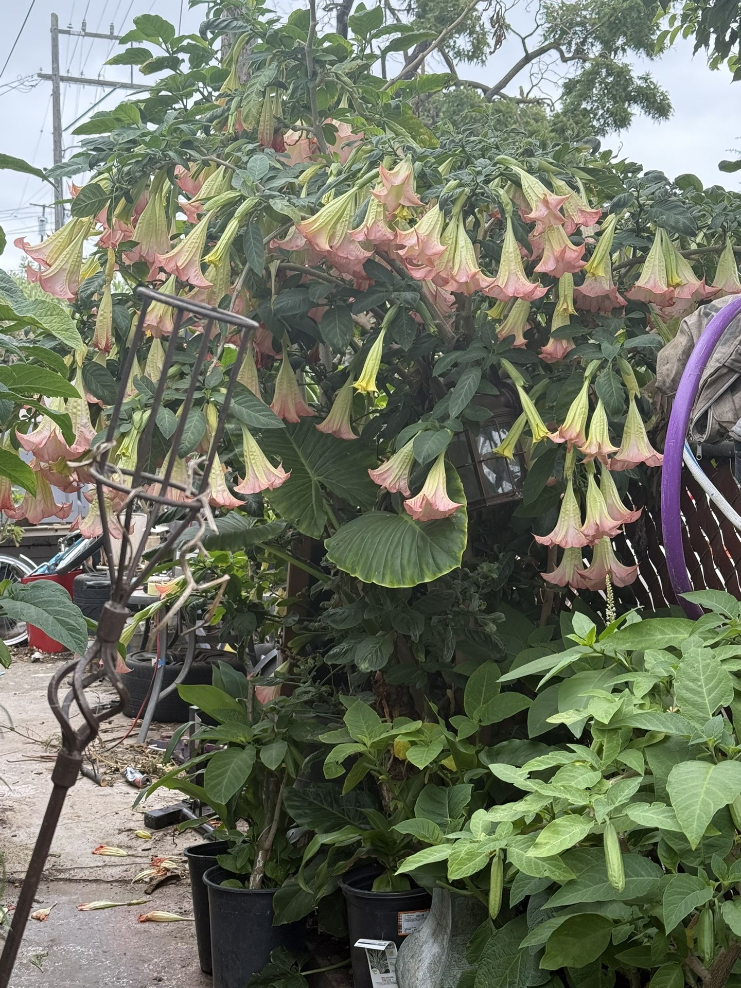 plantas de trompeta da angel en vallejo