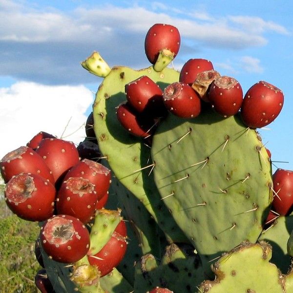 Prickly Pear Plants