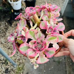 Aeonium Pink Witch Variegated Imported