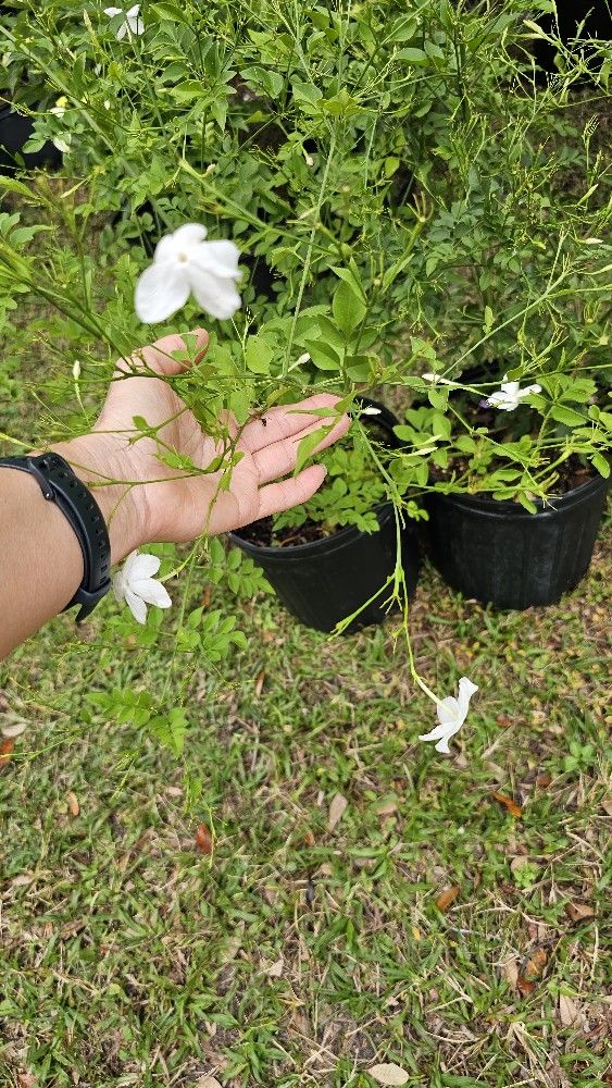 Fragnant Jasmine Flower Starter Plant, Rooted