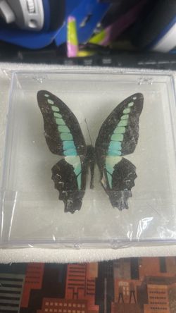 Taxidermy butterfly