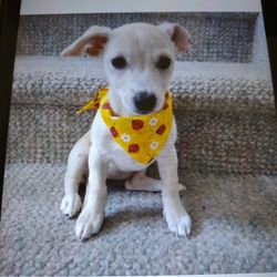 Dog Bandana New Handmade I Have XLarge To Small