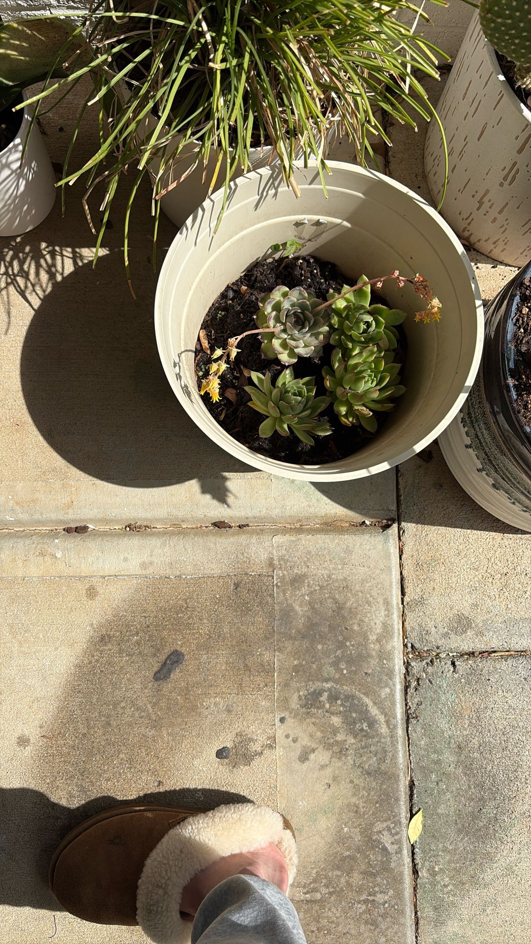 Succulents