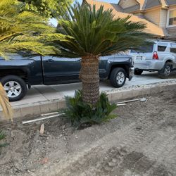 Sago Palm Trees – 4 to 5 ft | Beautiful & Healthy