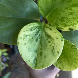 ✨Peperomia Obtusfolia Marble ✨