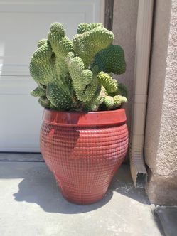 Cactus plant n pot 70