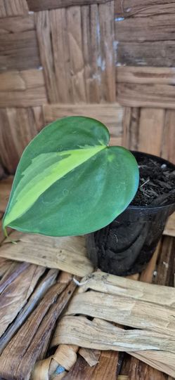 Pothos plant (Comes In a 2 in disposible pot)
