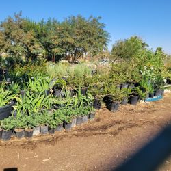 Trees, Flowers Plants And More