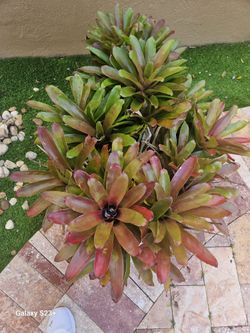  Bromelias 