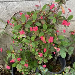 Corona De Cristo Flower