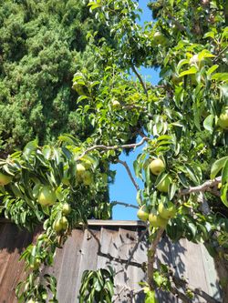 Huge pear tree