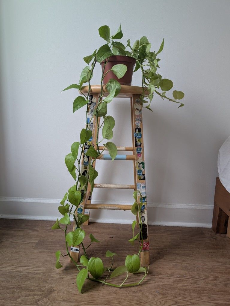 Neon Pothos (Medium)