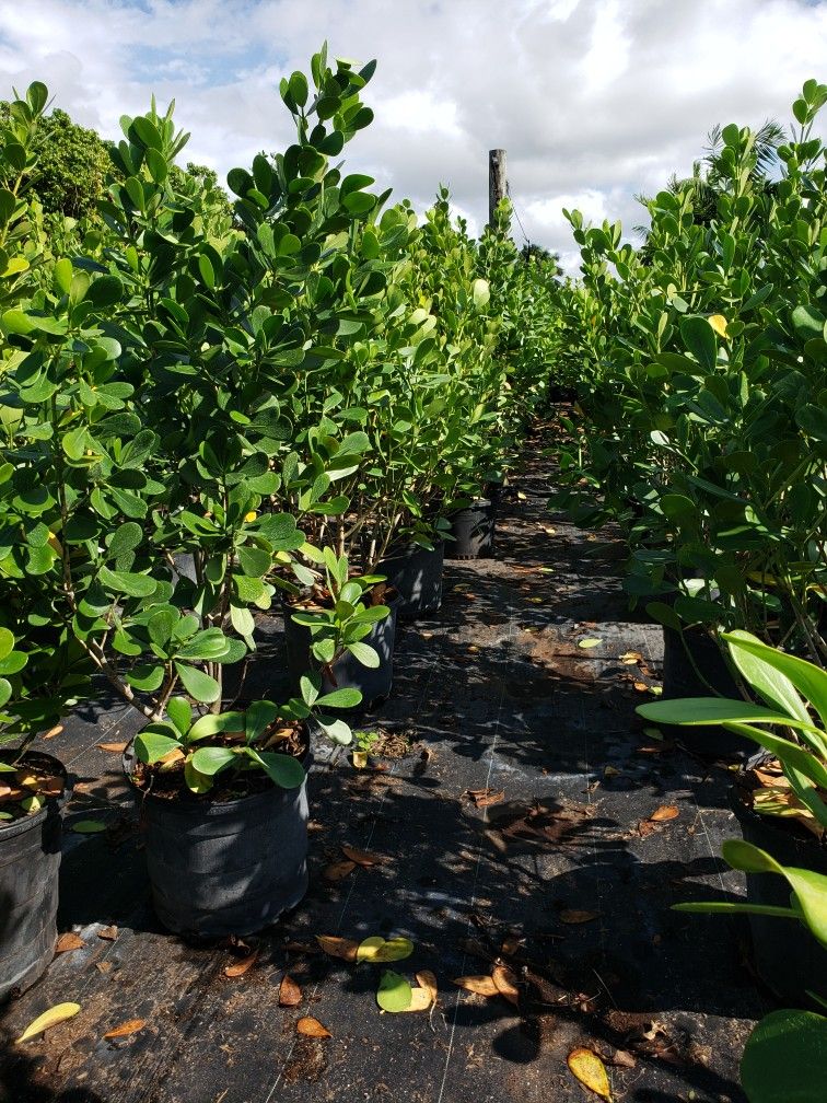 Beautiful Clusias Plants For Inmediate Privacy!!! 5-6 Feet Tall!!! Fertilized