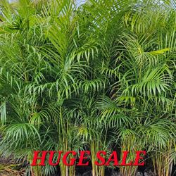 Arecas Over 6 Feet Tall Instant Privacy Hedge For Fence 