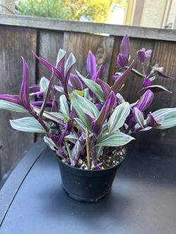 Tradescantia Nonuk 