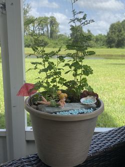 Fairy gardens 🧚‍♀️