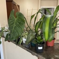 14 Plants For $28