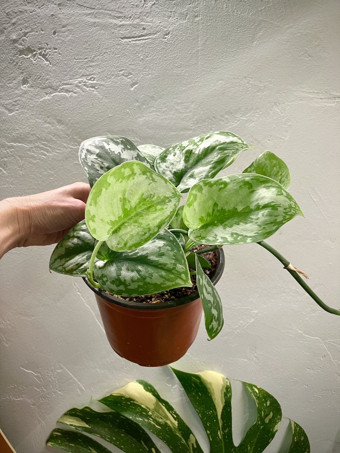 Scindapsus Pictus ‘Exotica’ / Silver Satin Pothos Plant In 6” Pot